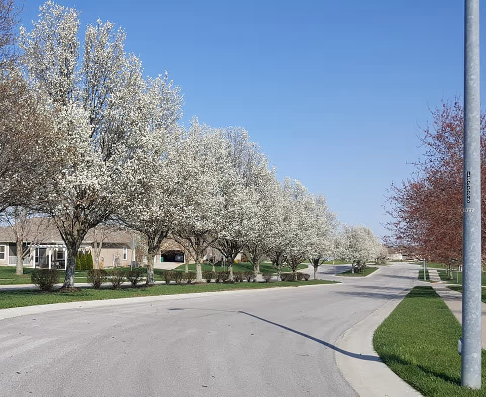 A quiet residential street lined with trees in full white blossoms on one side and red-leaved trees on the other, with well-maintained grass and houses visible in the background under a clear blue sky.
