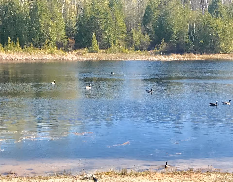 A calm pond with several Canada geese swimming and a treeline along the far shore.