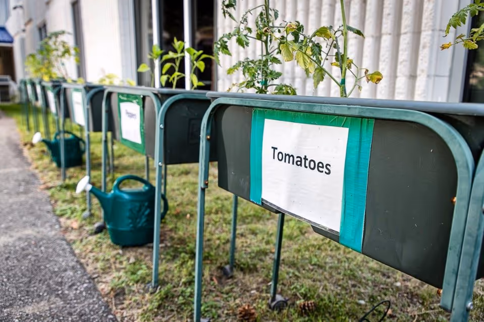 A row of green raised garden beds outside a building, each labeled with different plant names such as 'Tomatoes'. Green watering cans are placed on the ground next to the garden beds.