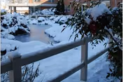 Snow-covered outdoor garden area with a frozen pond, surrounded by bushes and plants also covered in snow. A white railing runs along the foreground, and a brick building is visible in the background.