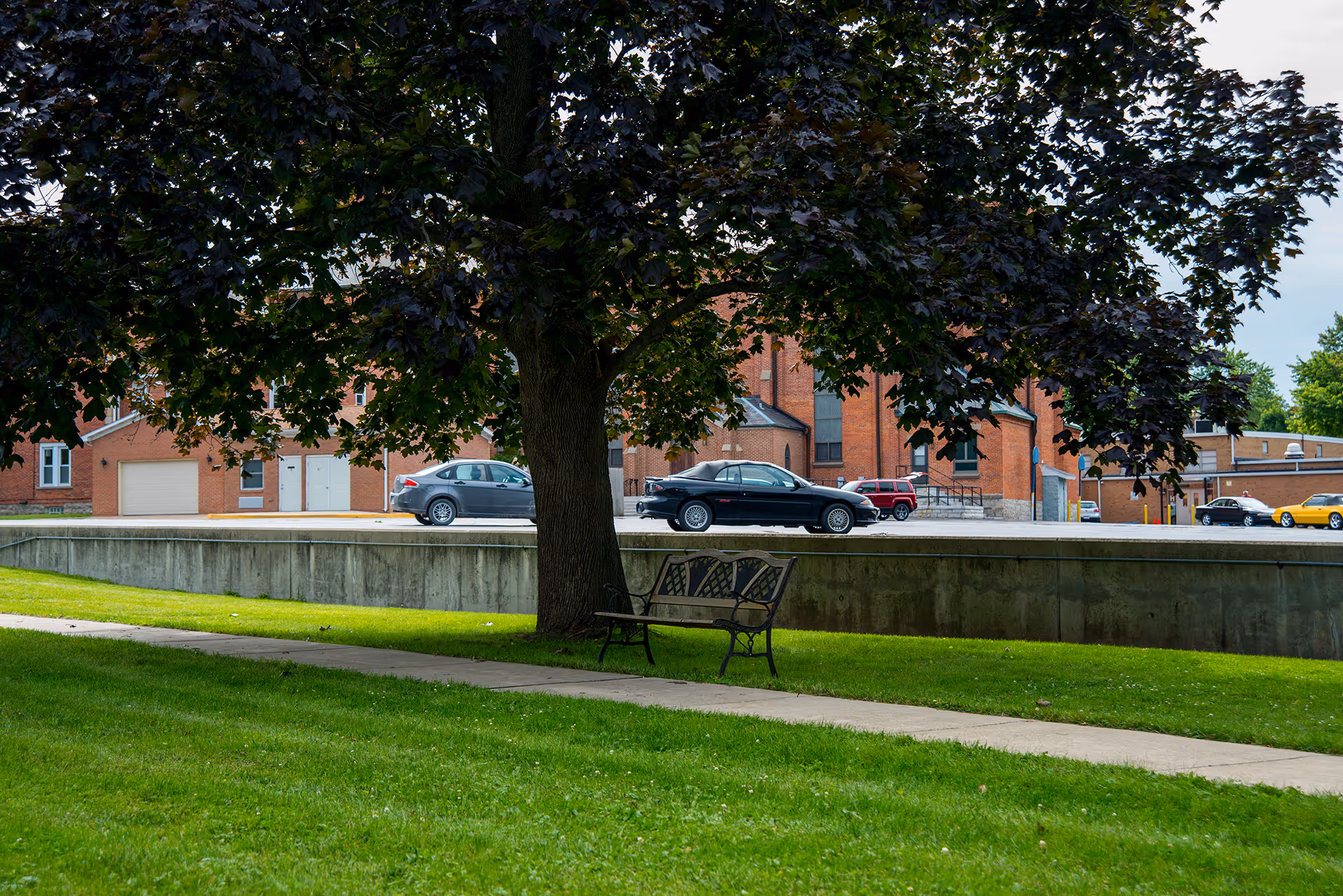 A large tree with dark green leaves providing shade over a metal bench on a grassy area next to a concrete sidewalk. In the background, there is a parking lot with several cars and a red brick building.