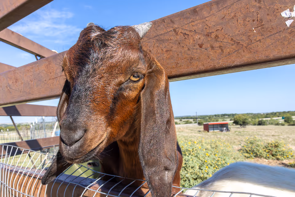 Close-up of a brown goat with long ears looking through a wooden fence in a rural outdoor setting with green fields and a small red shed in the background under a clear blue sky.