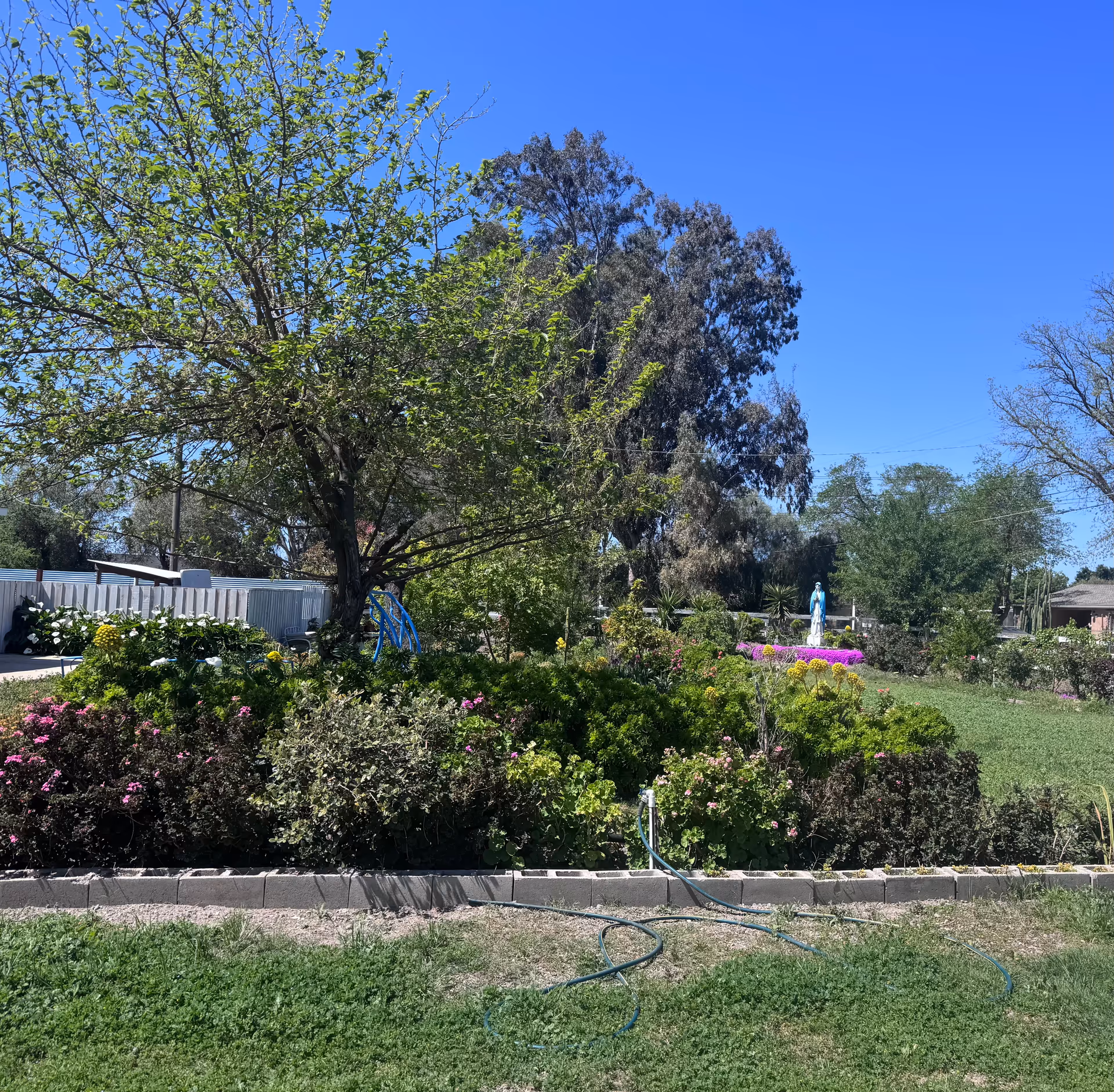 Sunlit garden with flowering shrubs, a large tree, a coiled hose on the lawn and a small statue near flower beds under a clear blue sky.