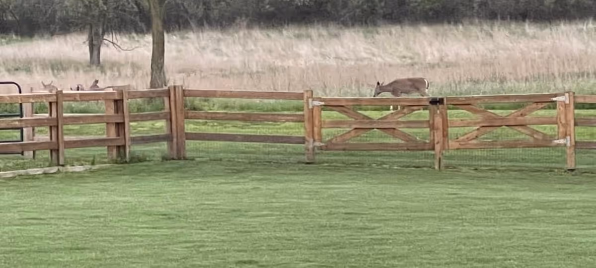 A green lawn and wooden fence with deer grazing in the grassy field beyond.