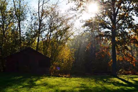 Sunlit backyard with tall trees, green lawn, and a small shed.