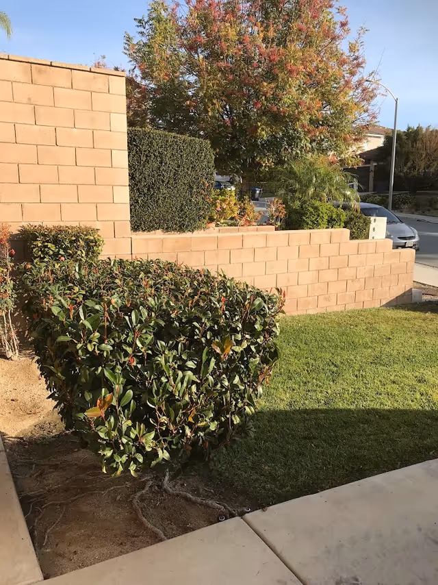 A small outdoor garden area with a neatly trimmed bush, a green lawn, and a tan brick wall. Behind the wall, there is a tree with autumn-colored leaves and some other greenery. A sidewalk and part of a street with parked cars are visible in the background under a clear sky.