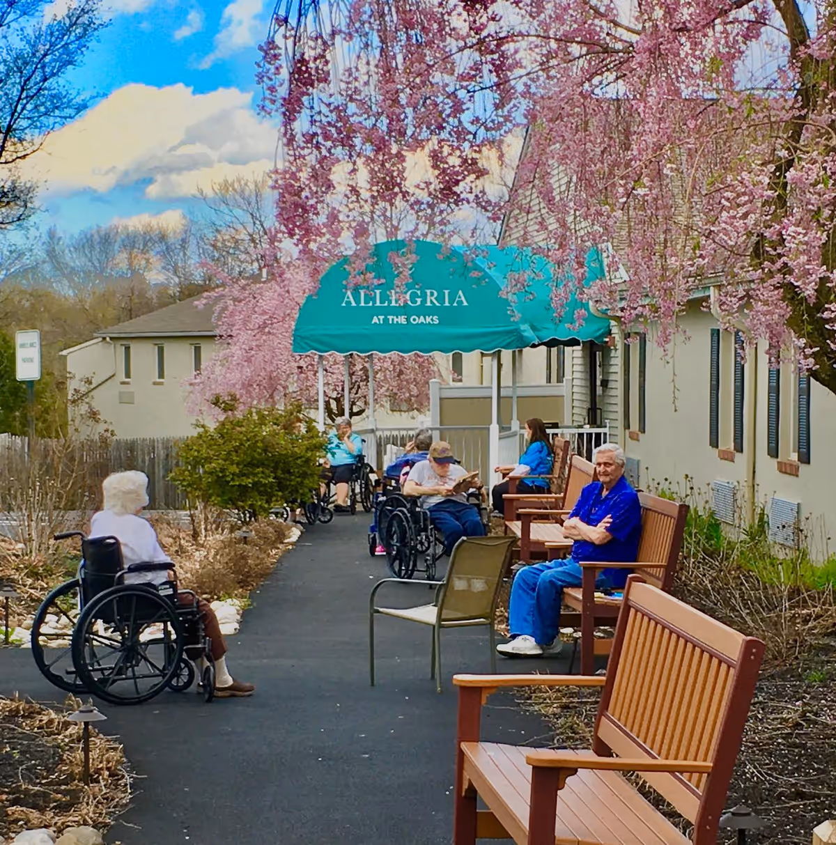 Outdoor pathway at Allegria at The Oaks with elderly residents sitting on benches and in wheelchairs under blooming pink cherry blossom trees. A green canopy with the facility name is visible in the background.