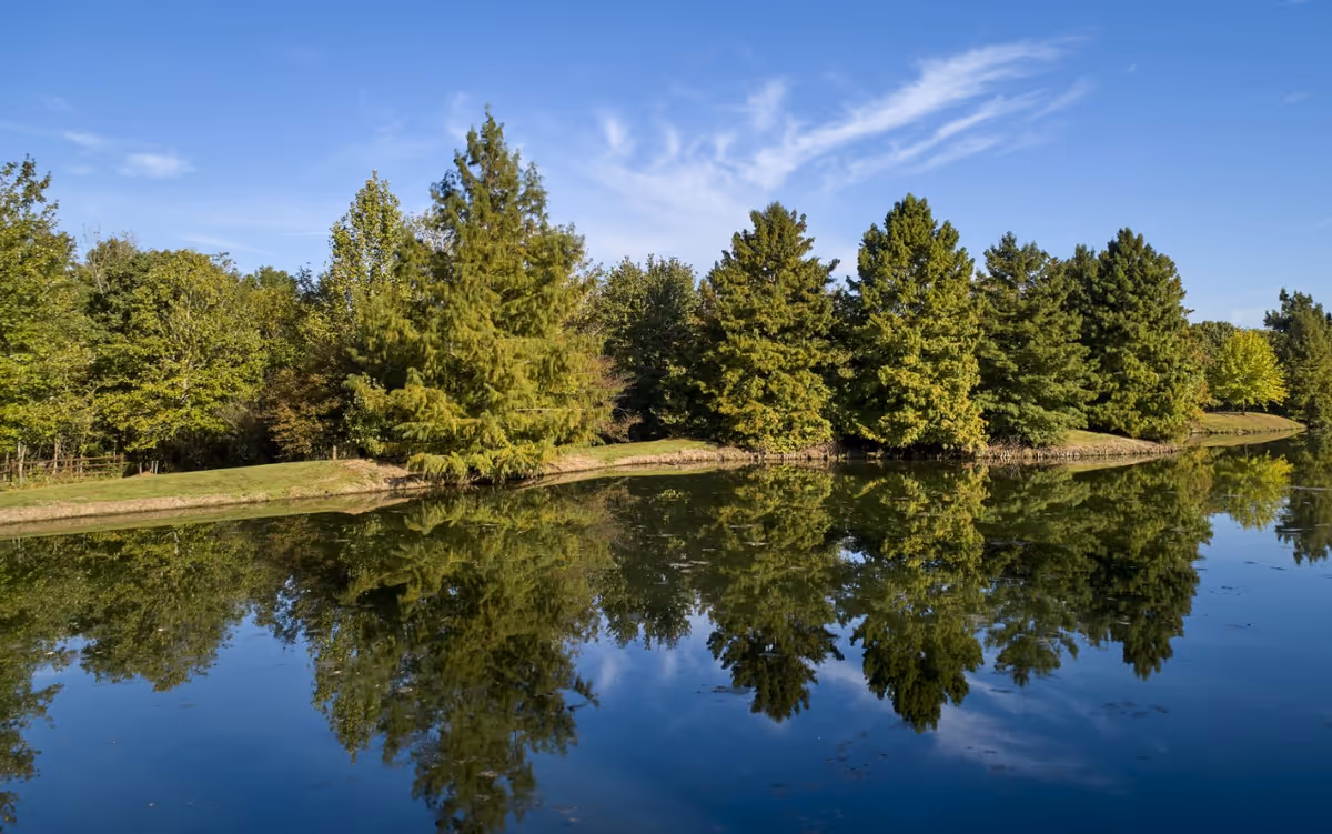 A serene outdoor scene featuring a row of green trees reflected in a calm body of water under a clear blue sky.