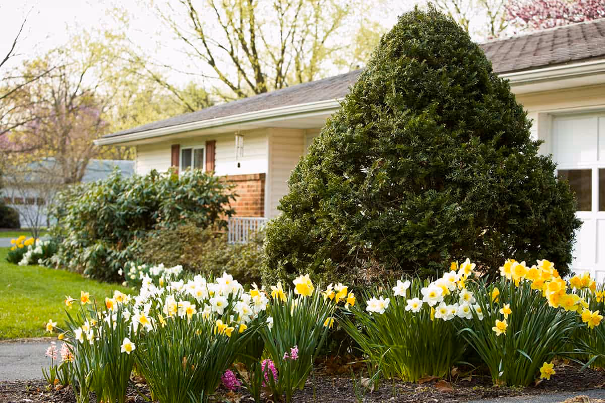 A garden area in front of a single-story building with a sloped roof. The garden features a large, neatly trimmed conical shrub surrounded by blooming white and yellow daffodils and some pink flowers. Trees with light green leaves are visible in the background.