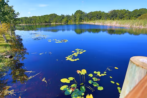 A serene pond with clear blue water reflecting the sky and surrounding green trees, with lily pads floating on the surface and a wooden post visible in the foreground.