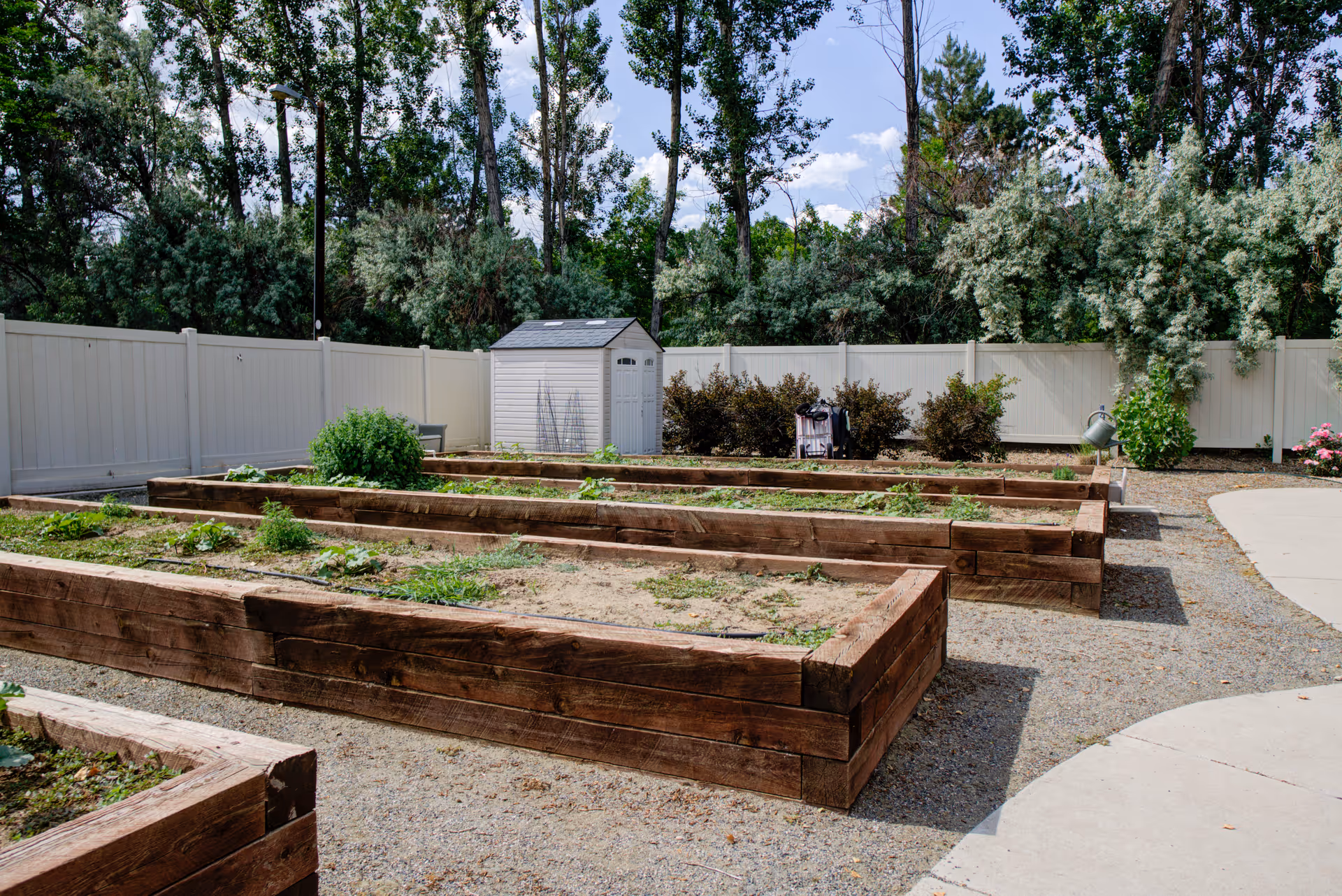 Raised wooden garden beds with small plants and a white storage shed in a fenced outdoor courtyard backed by trees.