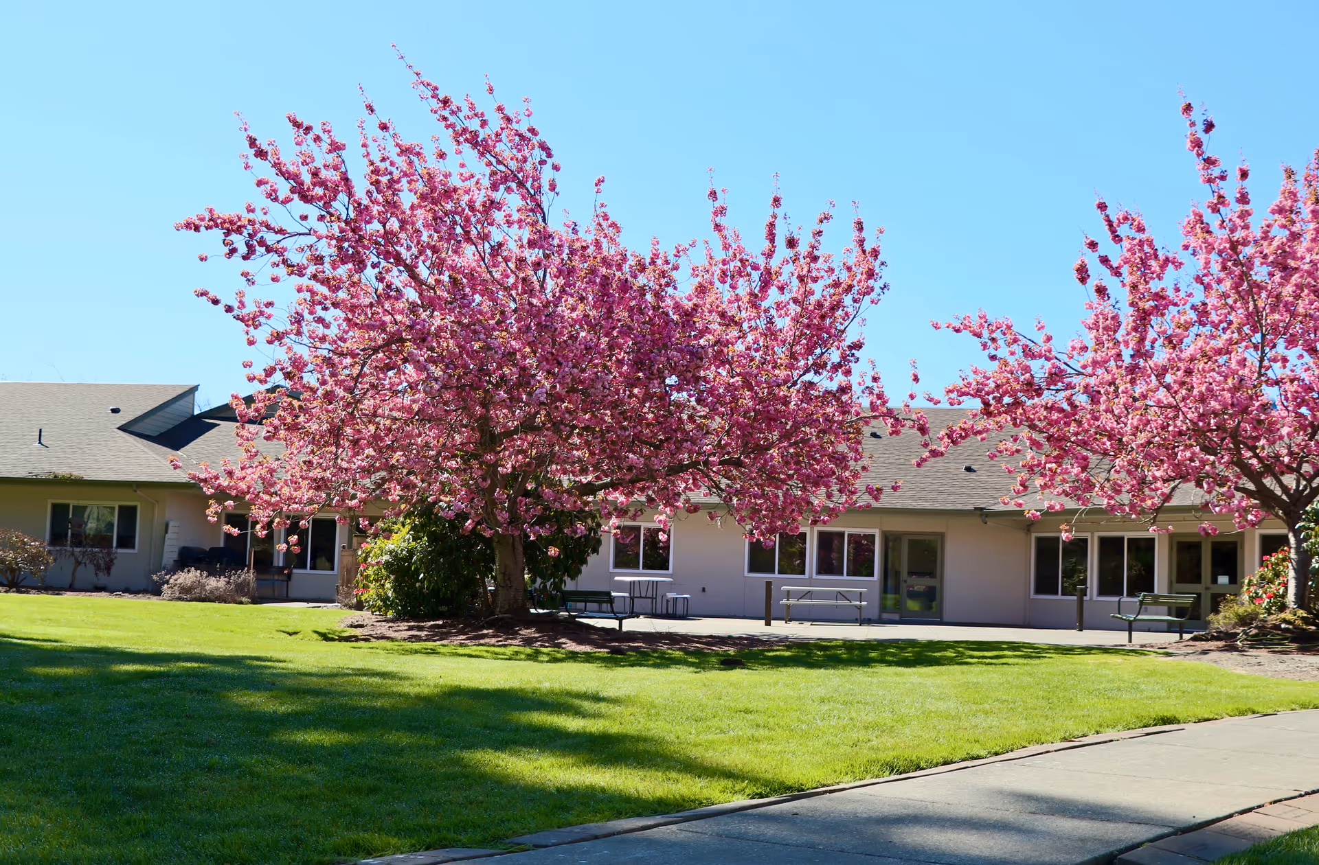 Outdoor view of Avalon Healthcare - Bellingham featuring a well-maintained lawn, two large trees with pink blossoms, and a single-story building with multiple windows and doors under a clear blue sky.