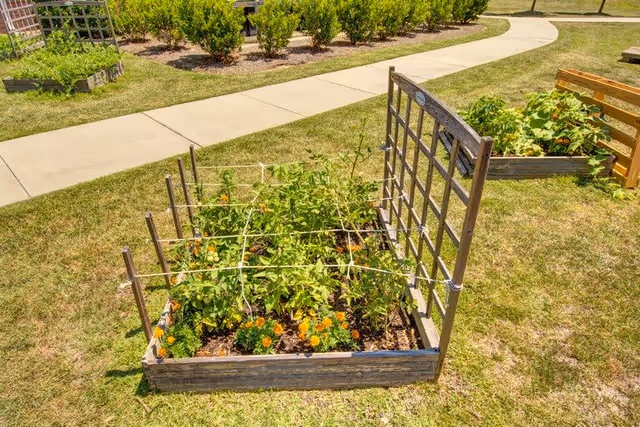 Raised garden beds with various green plants and flowers growing, situated on a grassy area next to a paved walkway, with more garden beds and bushes in the background under bright sunlight.