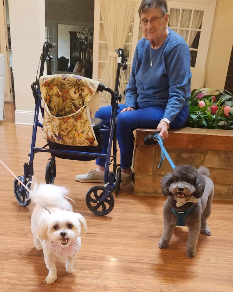 An elderly woman wearing a blue sweater and blue pants is sitting on a stone bench indoors, holding the leash of a small gray dog wearing a harness. Another small white dog with a pink collar is standing nearby on a leash. A walker with a butterfly-patterned bag is positioned next to the woman. The floor is wooden, and there are plants with pink flowers behind the woman.
