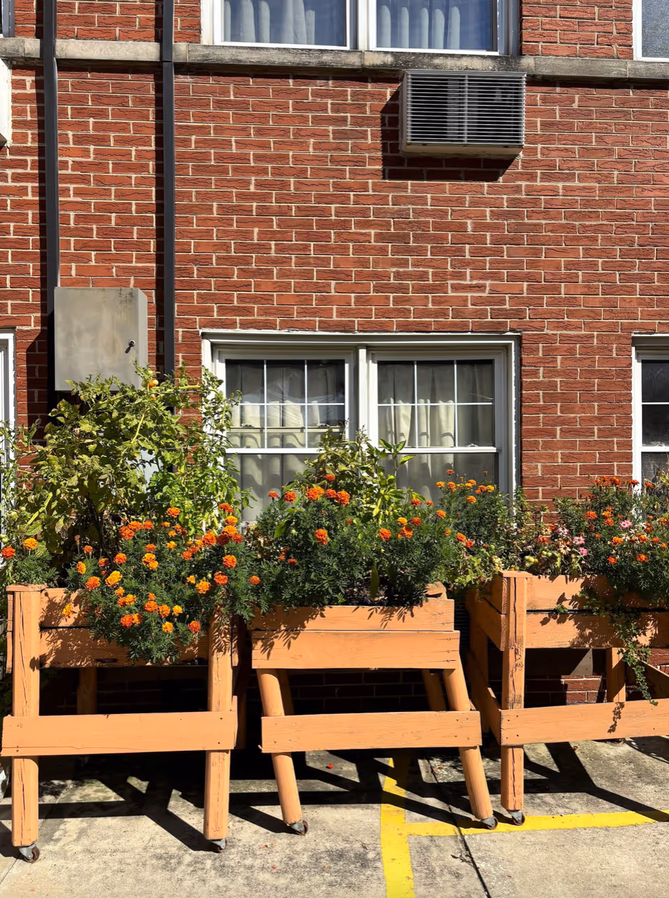 Three wooden planter boxes filled with green plants and orange flowers placed on a concrete surface in front of a red brick building with windows and an air conditioning unit.