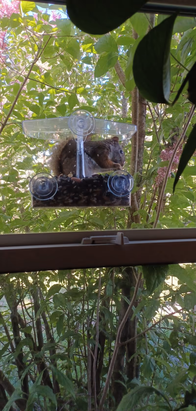 A squirrel sitting inside a transparent bird feeder attached to a window with suction cups, surrounded by green leafy trees and plants outside.