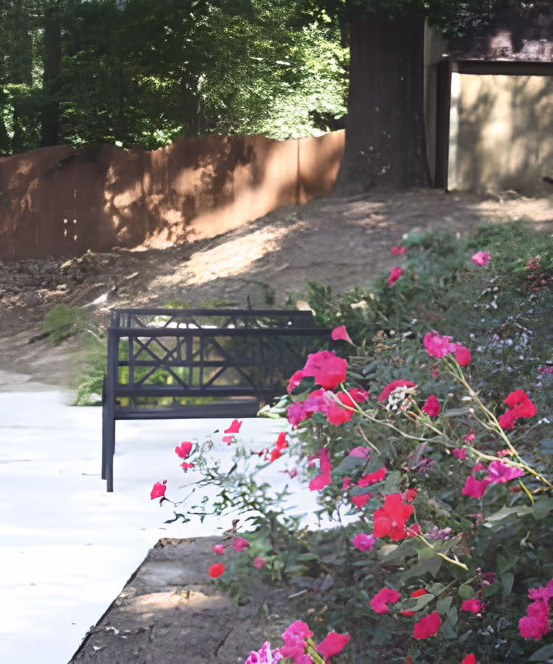 A black metal bench sits along a concrete path beside pink flowering bushes with trees and a brown retaining wall in the background.