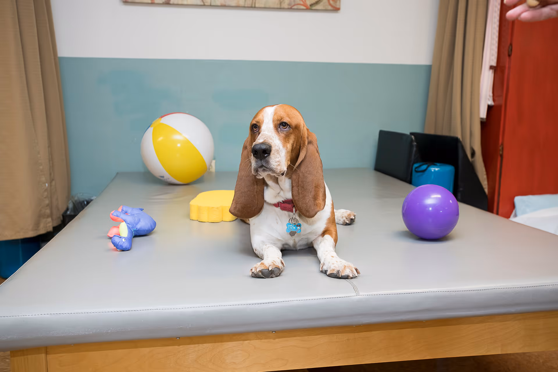 A basset hound lies on a padded therapy table surrounded by colorful balls and toys in a room.