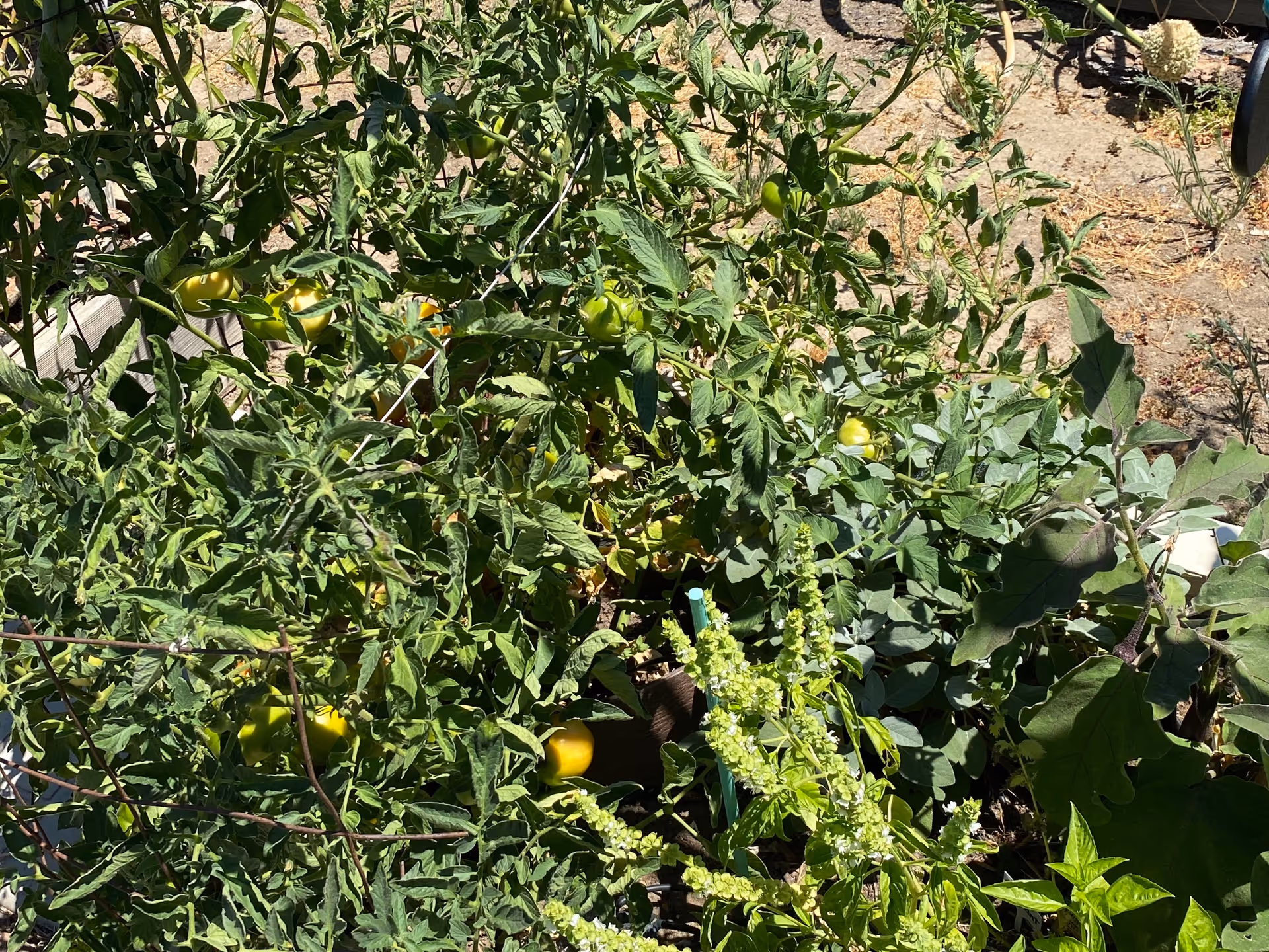 A garden bed with lush green plants, including tomato plants with green and yellow tomatoes, surrounded by other leafy plants and flowers, under bright sunlight.