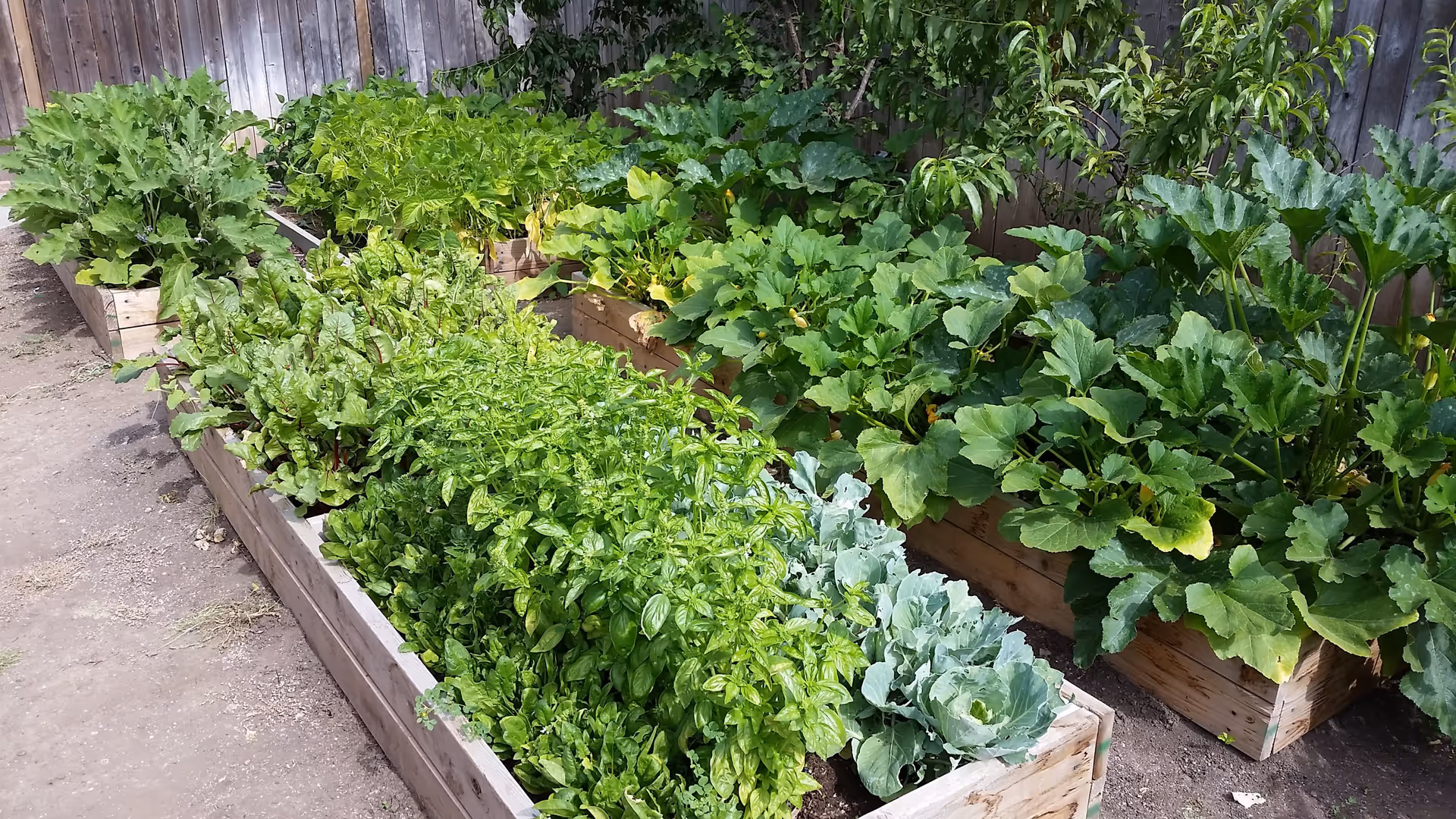 Raised wooden garden beds filled with various green leafy vegetables and plants, situated outdoors next to a wooden fence.