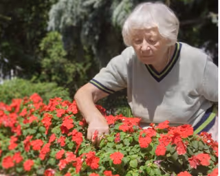 An elderly person tending to a vibrant flower bed filled with red flowers in an outdoor garden setting with greenery in the background.