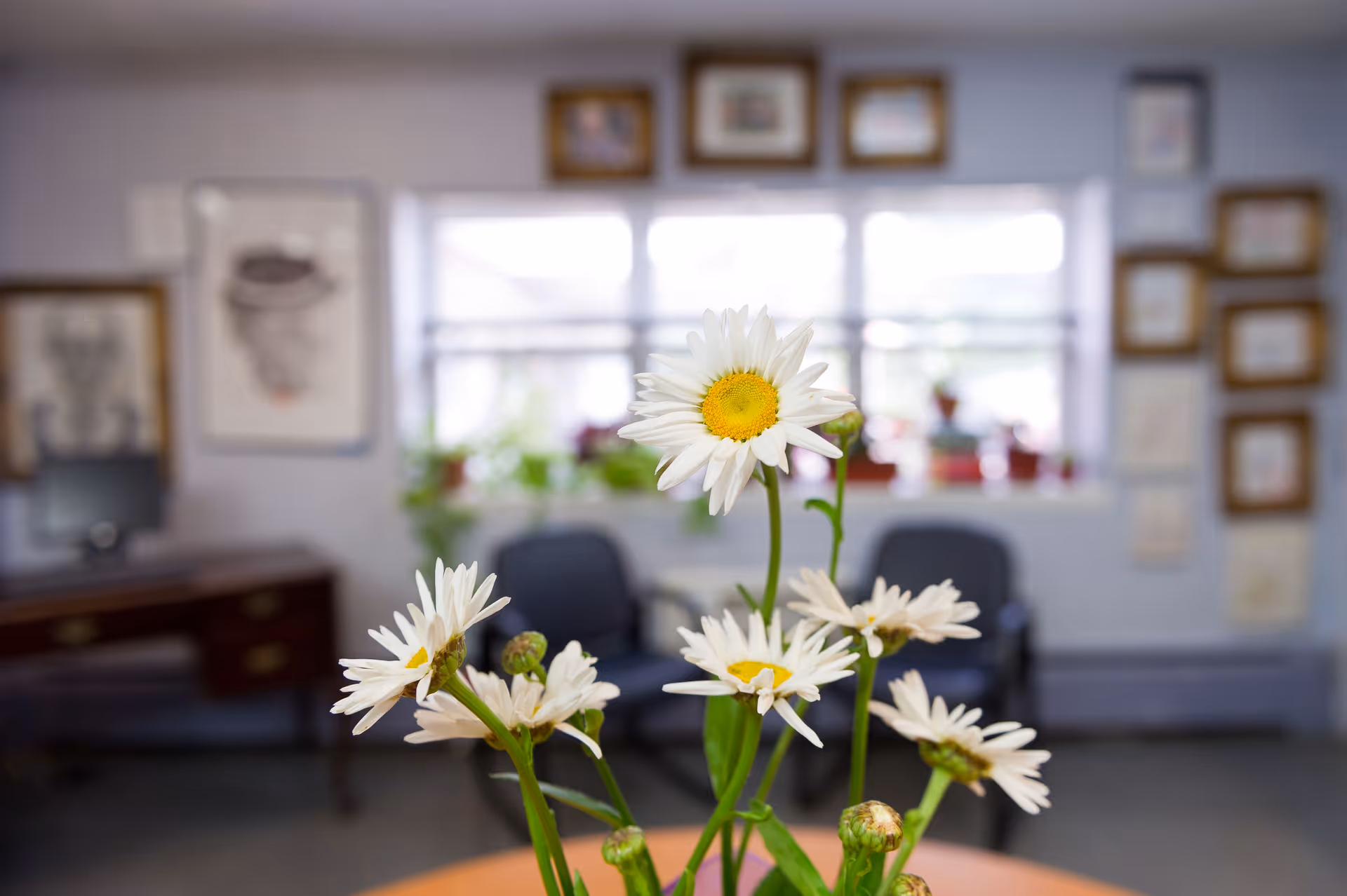 Close-up of white daisies in a vase on a table with a blurred background showing a room with chairs, framed pictures on the walls, and a window with plants on the windowsill.