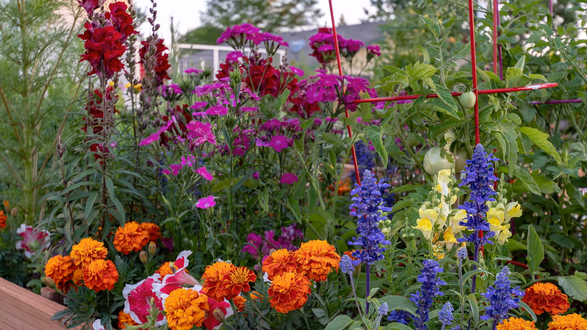 A vibrant garden bed filled with various colorful flowers including orange marigolds, purple and pink blossoms, and yellow snapdragons, with green foliage and some tomato plants supported by red stakes in the background.