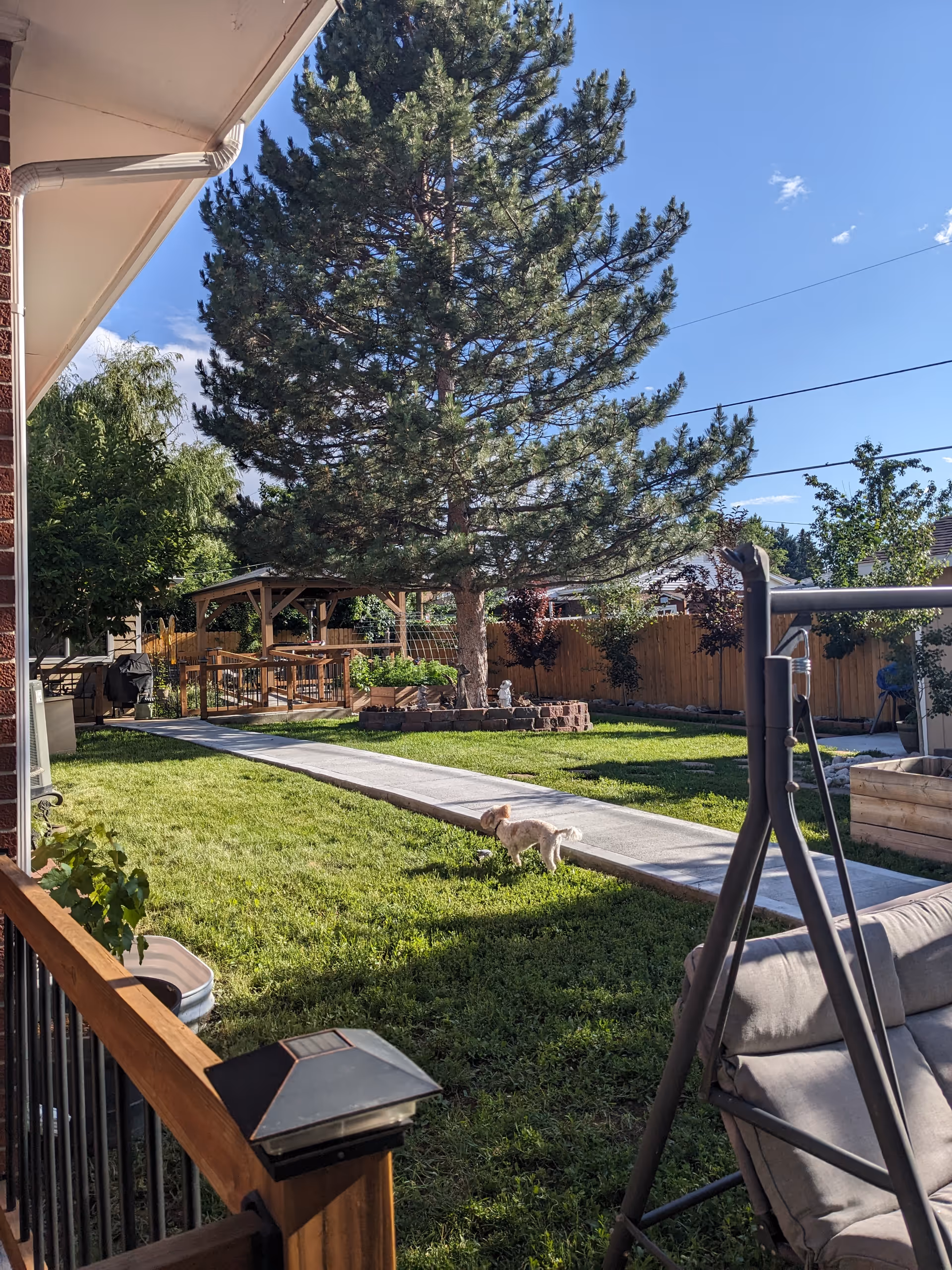 A sunny backyard scene with a large pine tree, a concrete pathway, green grass, a wooden pergola, and a small dog walking on the grass. There is a cushioned swing chair in the foreground and a wooden fence enclosing the yard.