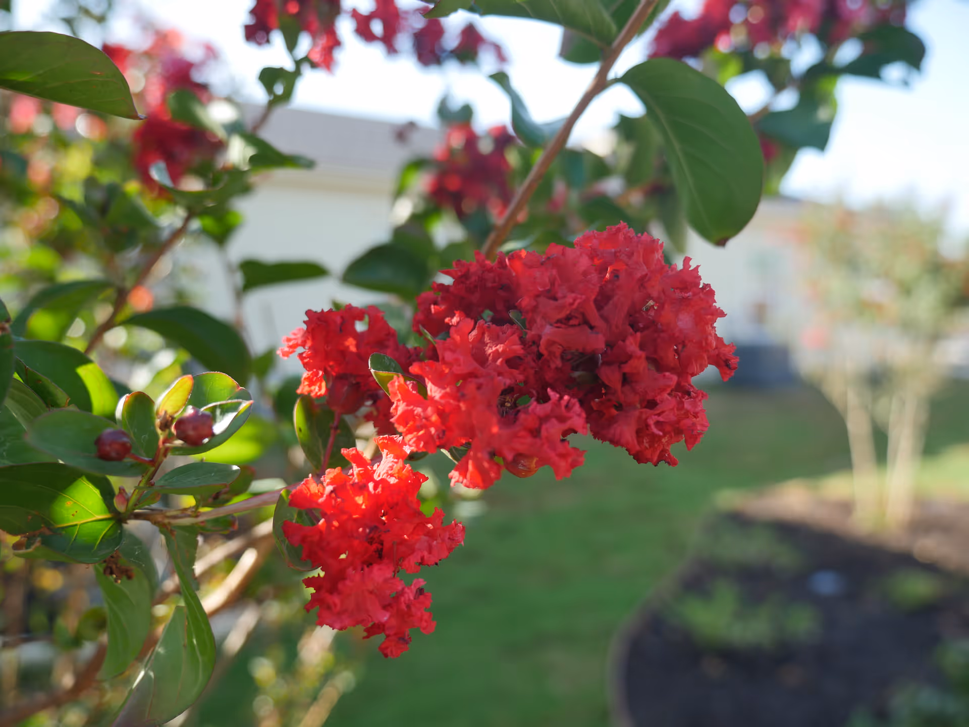 Close-up of a bright red flowering cluster on a shrub with green leaves and a blurred lawn and building in the background.