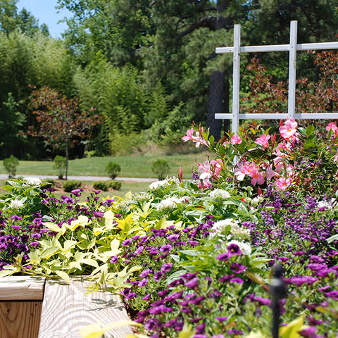A vibrant garden bed filled with various colorful flowers including purple, pink, white, and yellow blooms, set against a backdrop of green trees and shrubs under a clear sky.