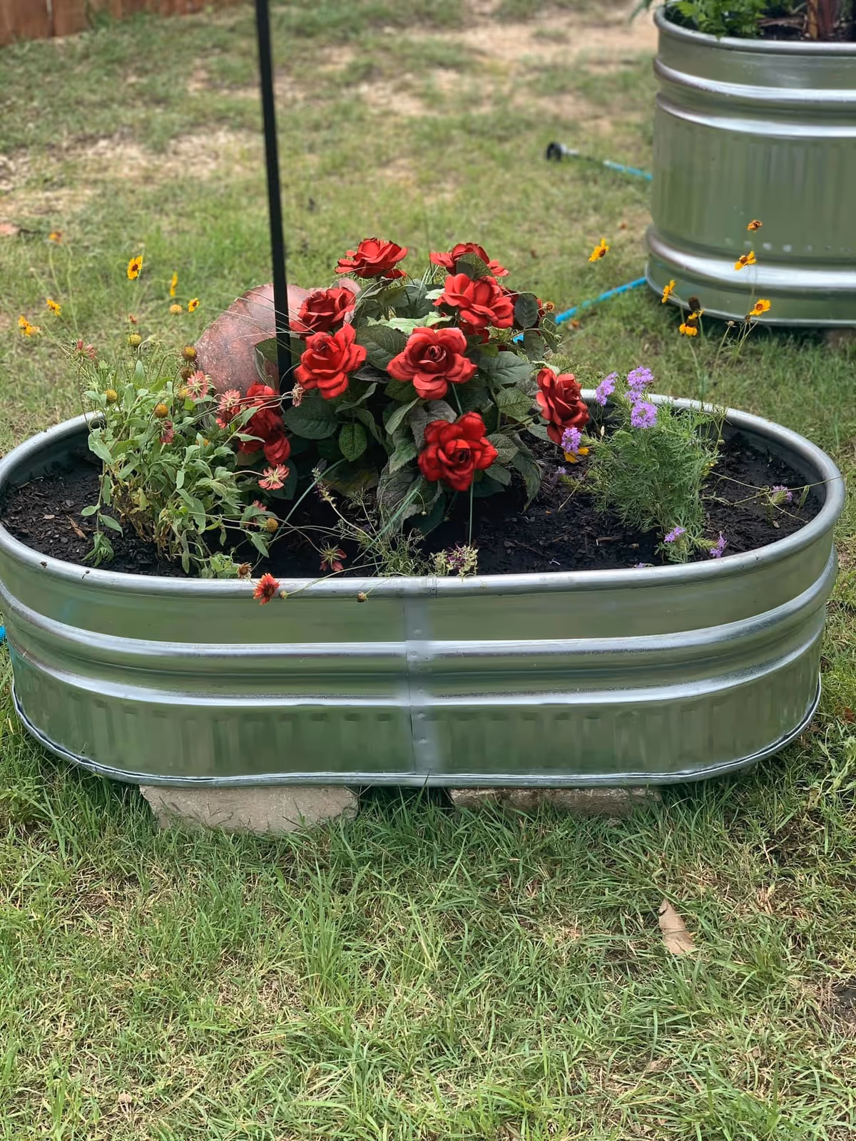 A metal raised garden bed on grass containing red roses and other small flowering plants with green leaves.