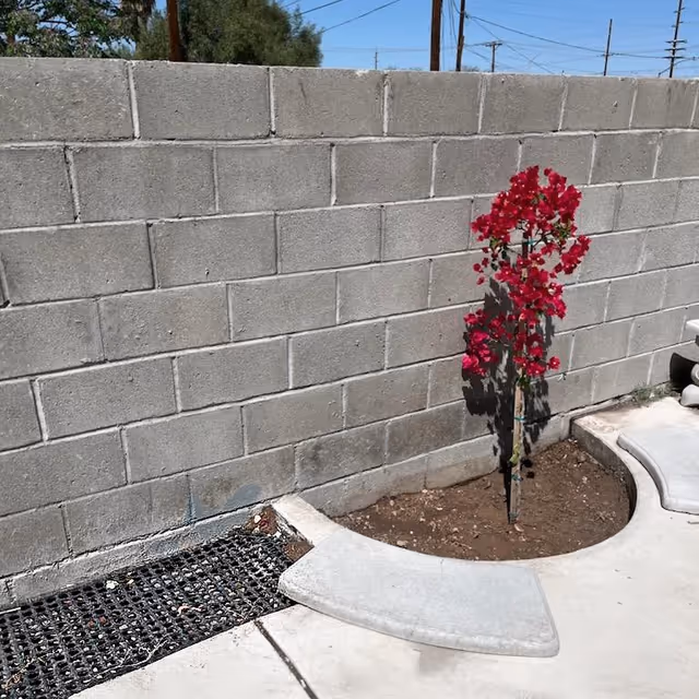 A small outdoor garden area with a young plant bearing bright pink flowers growing next to a gray concrete block wall. The plant is supported by a stake, and there is a curved concrete border around the soil. The ground is paved with concrete and a black drainage grate is visible near the wall.