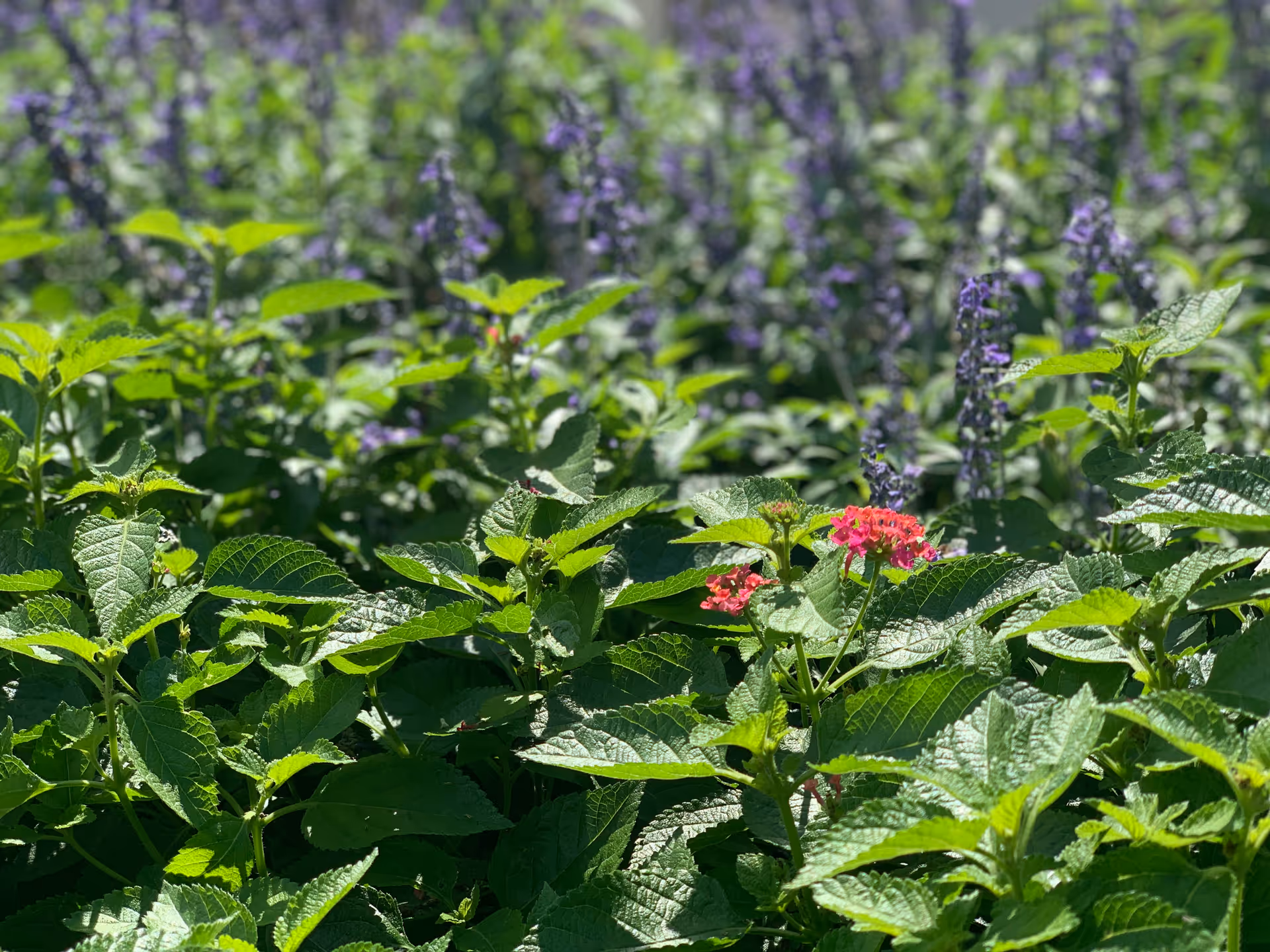 Close-up of green foliage with a cluster of pink flowers and purple blooms blurred in the background.