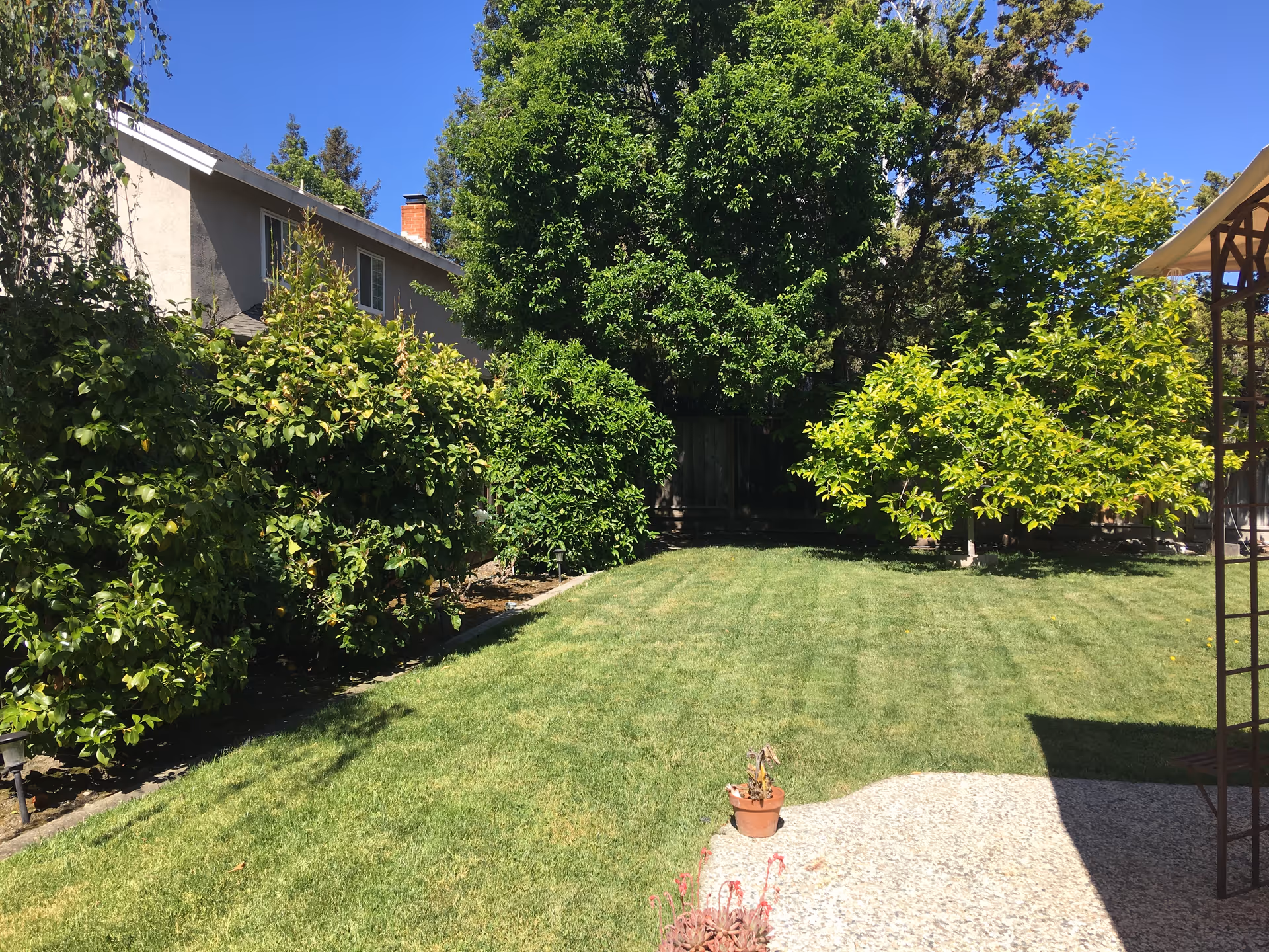 A sunny outdoor garden area with a well-maintained green lawn, various trees and bushes along the edges, a house on the left side, and a small potted plant on a stone patio in the foreground.