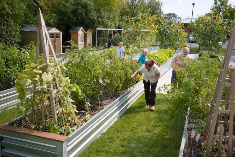 Several elderly people tending to raised garden beds filled with various plants and flowers in an outdoor garden area with green grass and trees in the background.