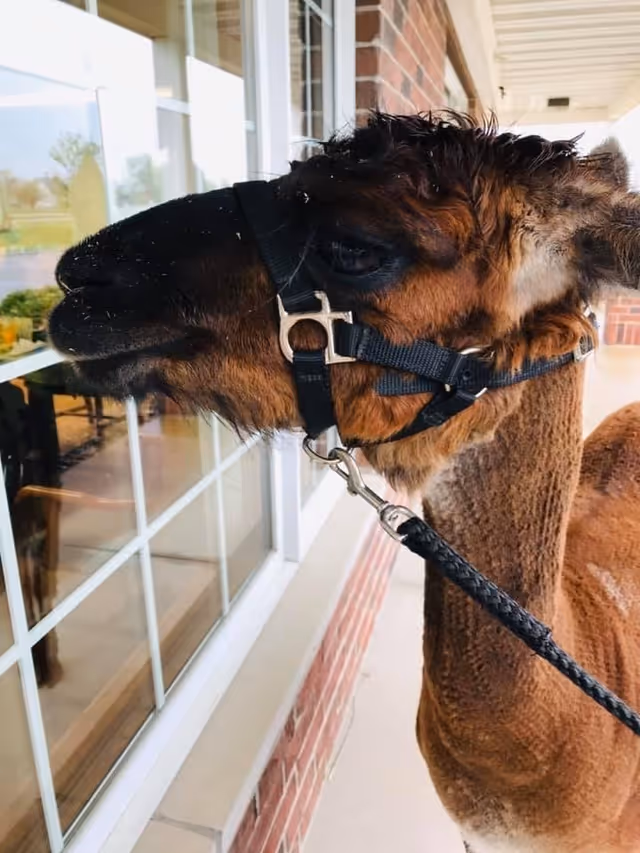 Close-up side view of a brown llama wearing a black halter and leash, standing outside next to a building with large windows and brick walls.