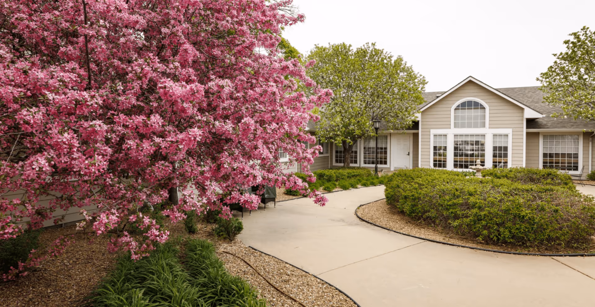 A paved walkway curves through a landscaped garden area with green shrubs and a large tree with vibrant pink blossoms, leading to the entrance of a beige building with large windows and a gray shingled roof.