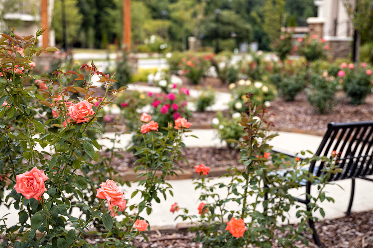 Pink and coral roses in a landscaped outdoor garden with a black bench and paved walkways.