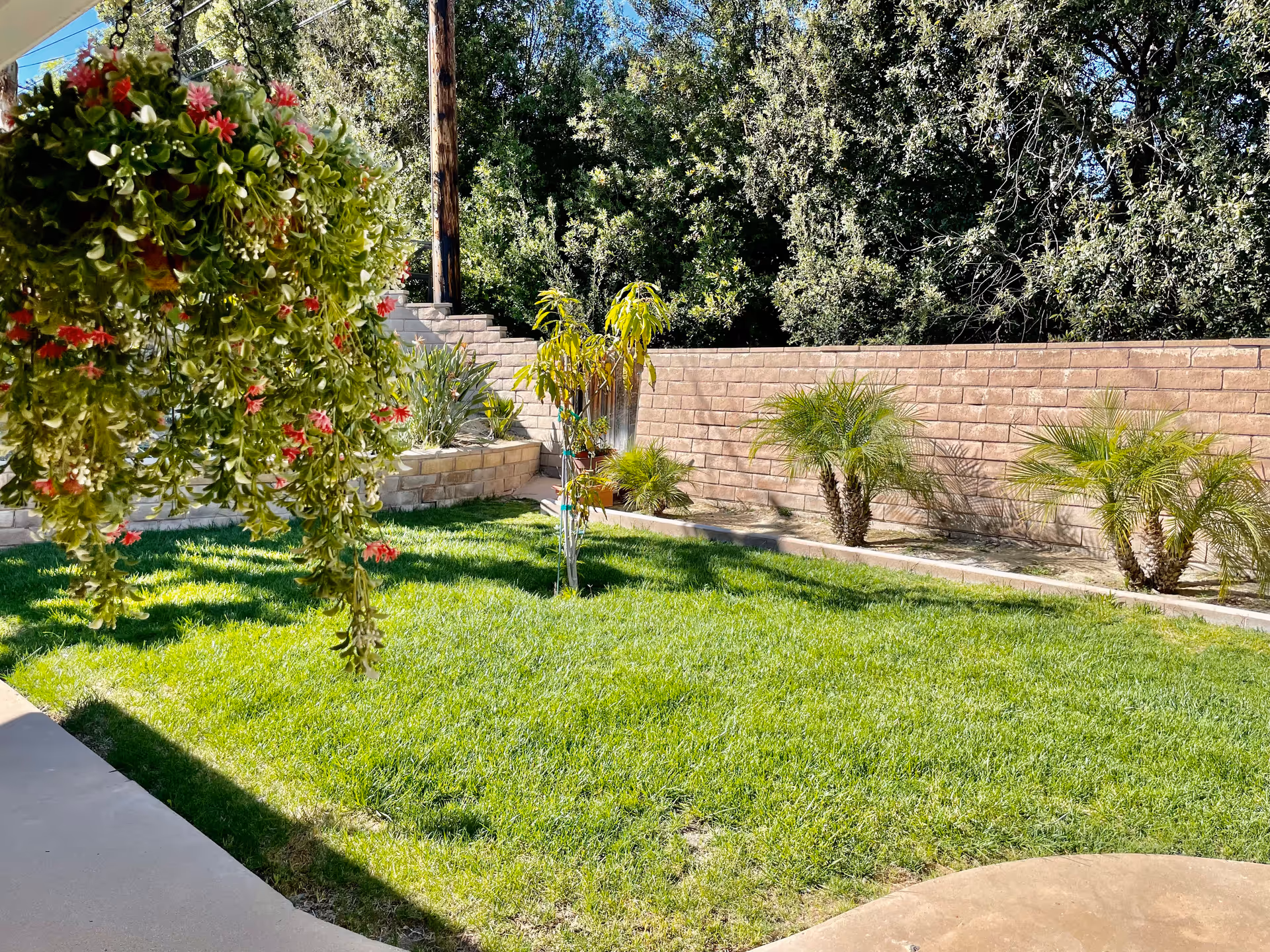 A sunny backyard garden area with green grass, small palm trees, a young tree, and a hanging plant with red flowers. There is a brick retaining wall and steps leading up to a higher level with more plants and trees in the background.
