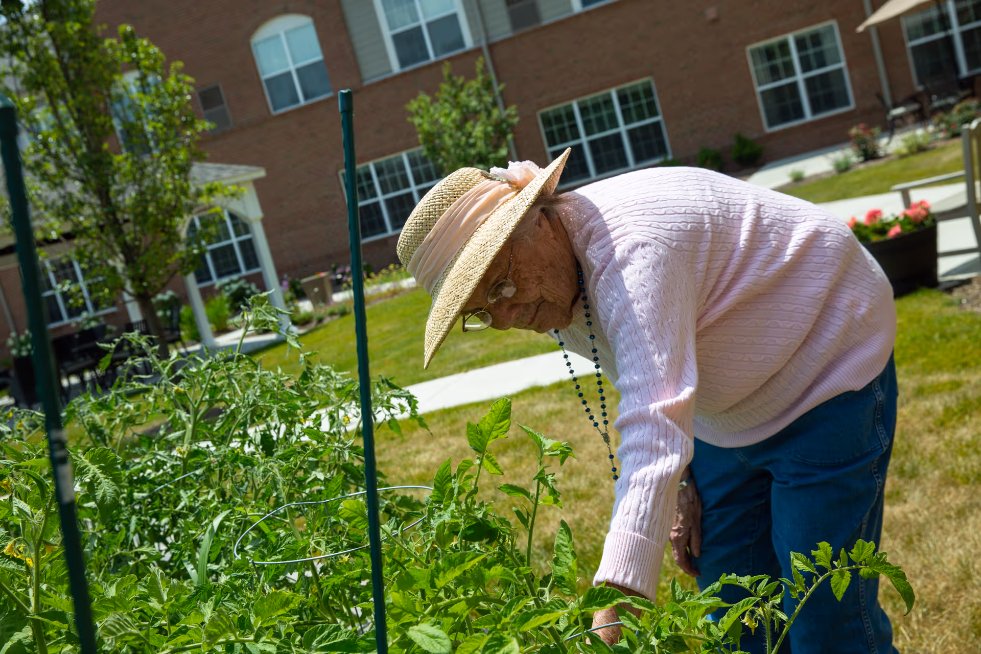 An elderly woman wearing a straw hat, pink sweater, and blue jeans is tending to a garden with green plants outside a brick building on a sunny day.