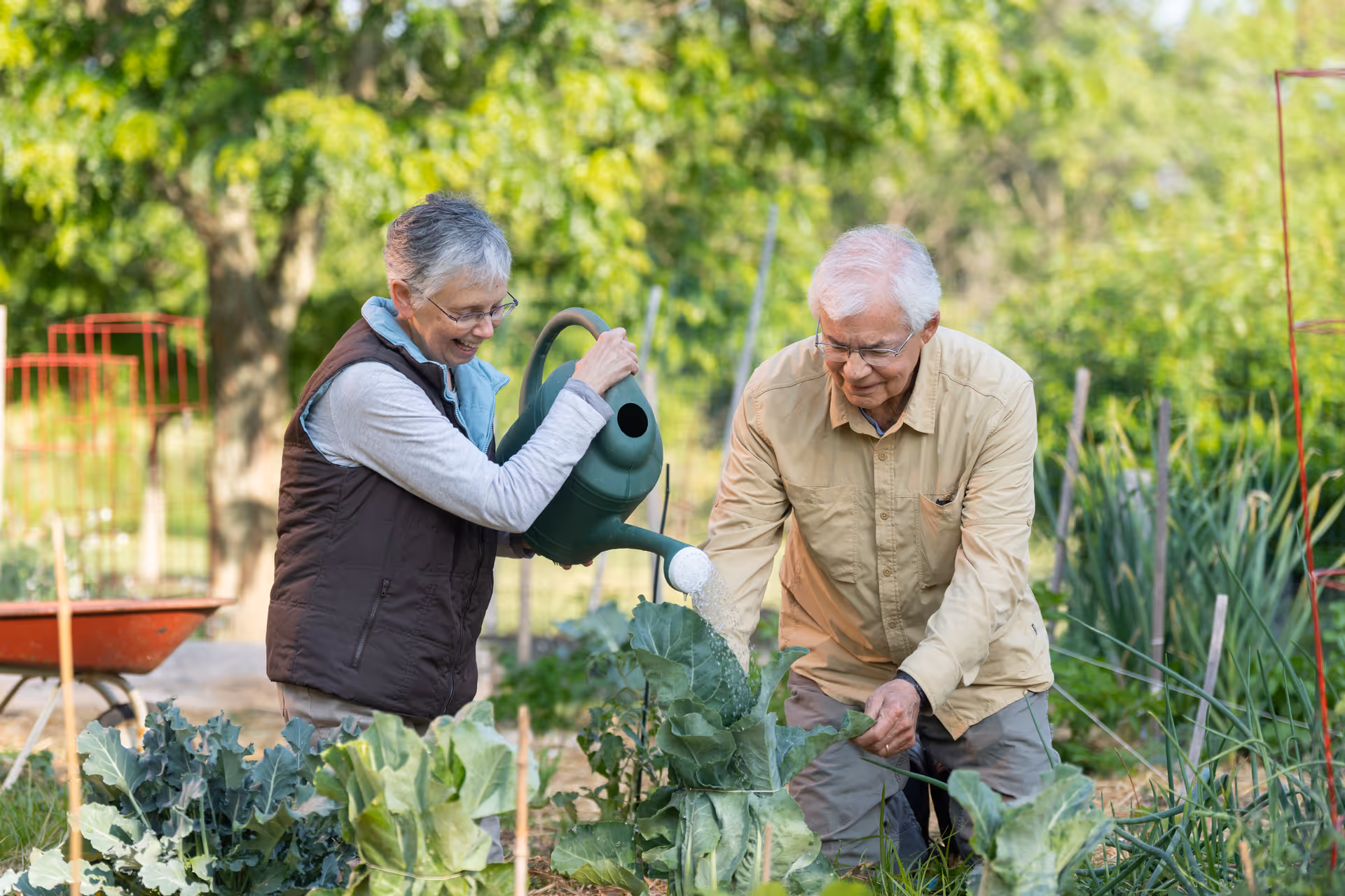 An elderly woman and man gardening together outdoors. The woman is watering plants with a green watering can while the man tends to the plants. They are surrounded by green leafy vegetables and garden stakes, with trees and a red wheelbarrow in the background.