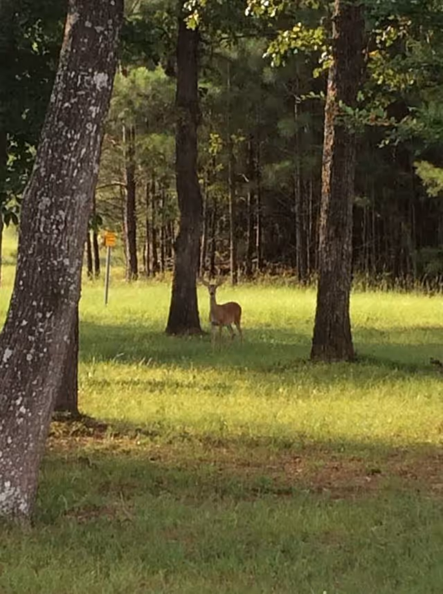 A deer standing on a grassy area surrounded by tall trees with a forest in the background.
