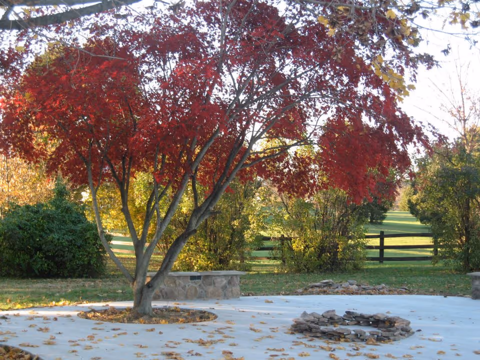 Outdoor area with a tree featuring red autumn leaves in the center of a paved circular space. There are stone benches and a stone fire pit surrounded by fallen leaves. Green bushes and a wooden fence are visible in the background under a clear sky.