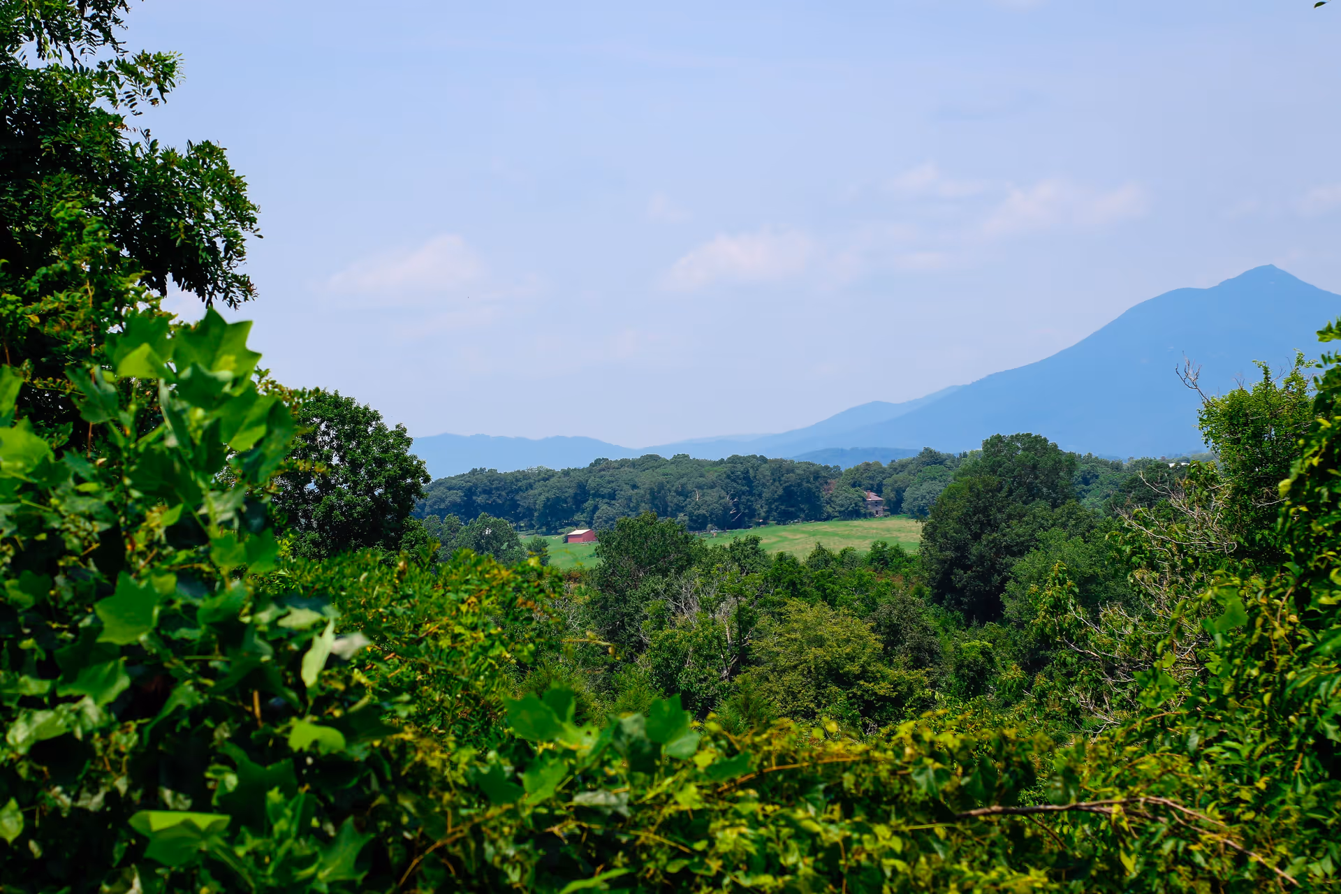 A scenic view of lush green trees and foliage in the foreground with rolling hills and a mountain in the background under a partly cloudy blue sky.