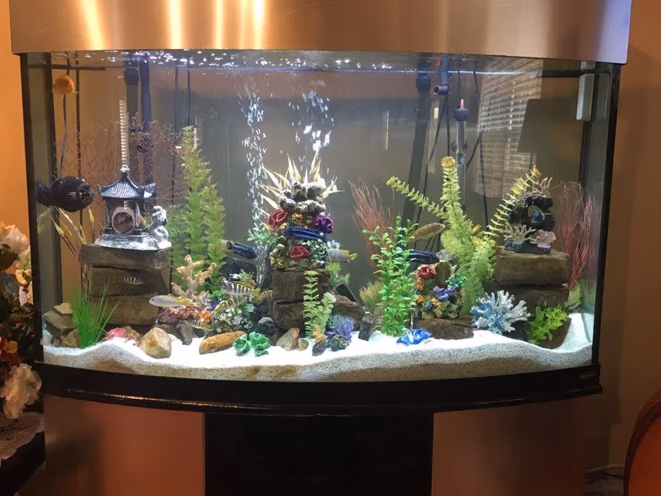 Large decorated aquarium with plants, rocks, and several fish inside a room.