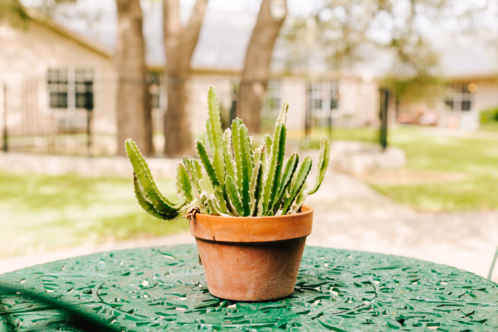 A terracotta pot holding a spiky green cactus sits on a patterned green metal patio table with a blurred yard and building in the background.
