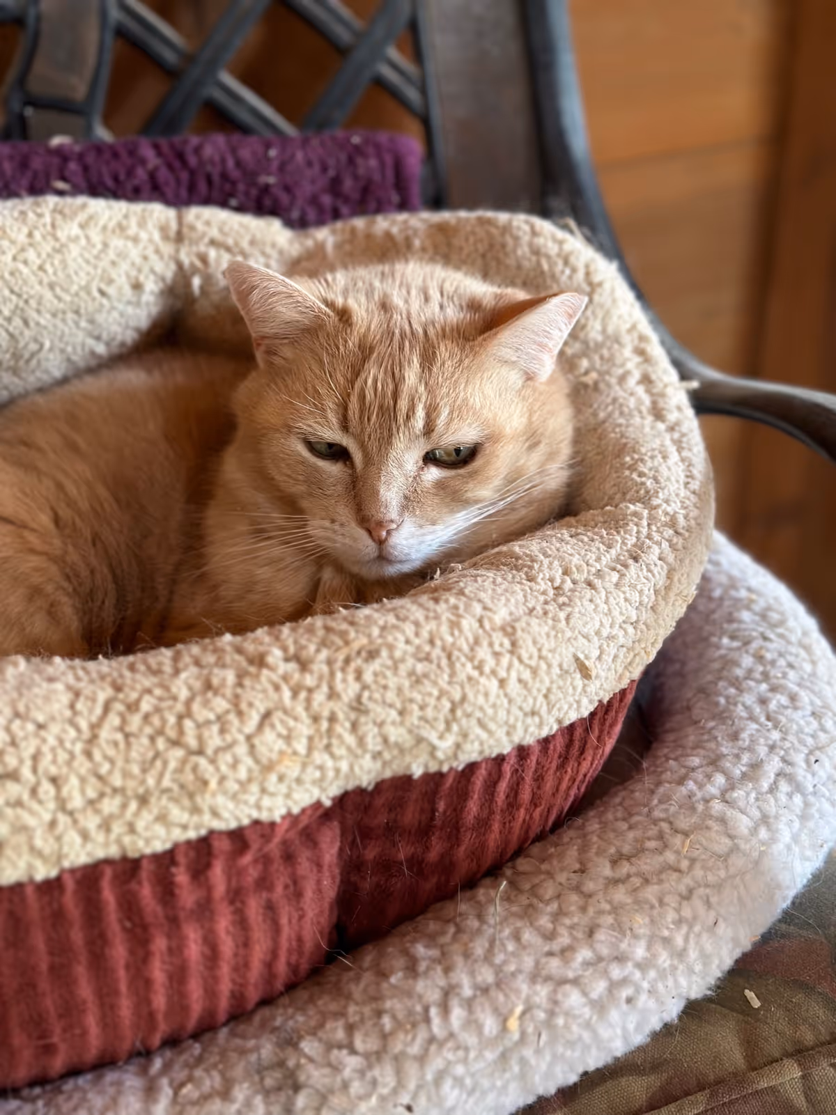 An orange tabby cat resting in a plush round pet bed.