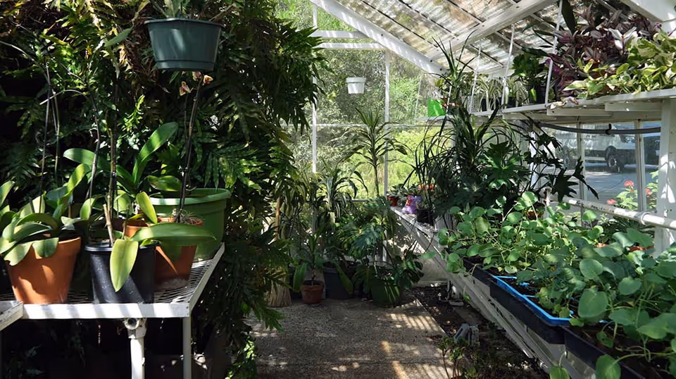 A sunlit greenhouse interior filled with shelves and tables of potted plants and lush greenery.