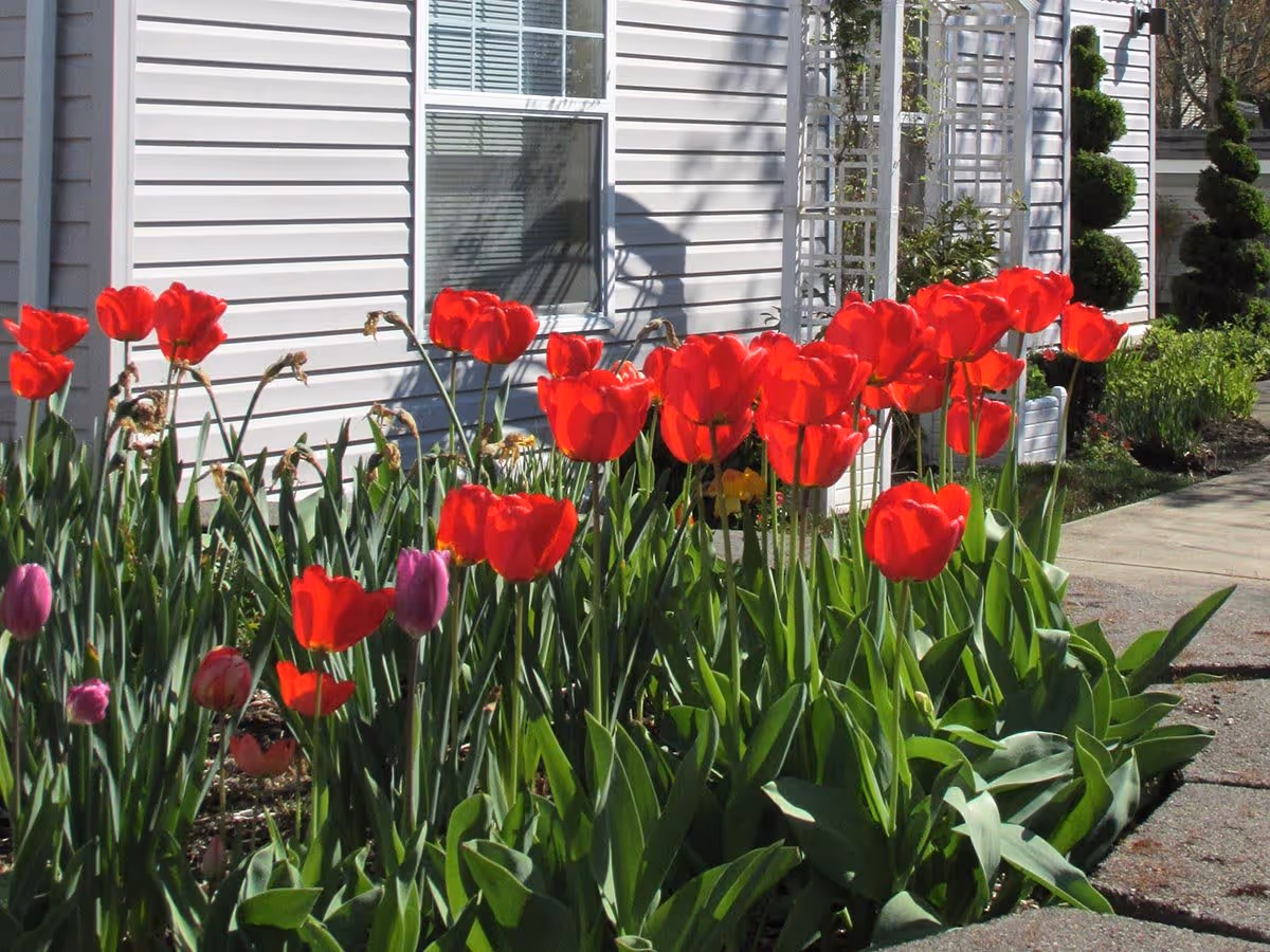 A garden bed with vibrant red and a few purple tulips in front of a building with white siding and a window. There is a concrete pathway to the right and some neatly trimmed topiary bushes in the background.