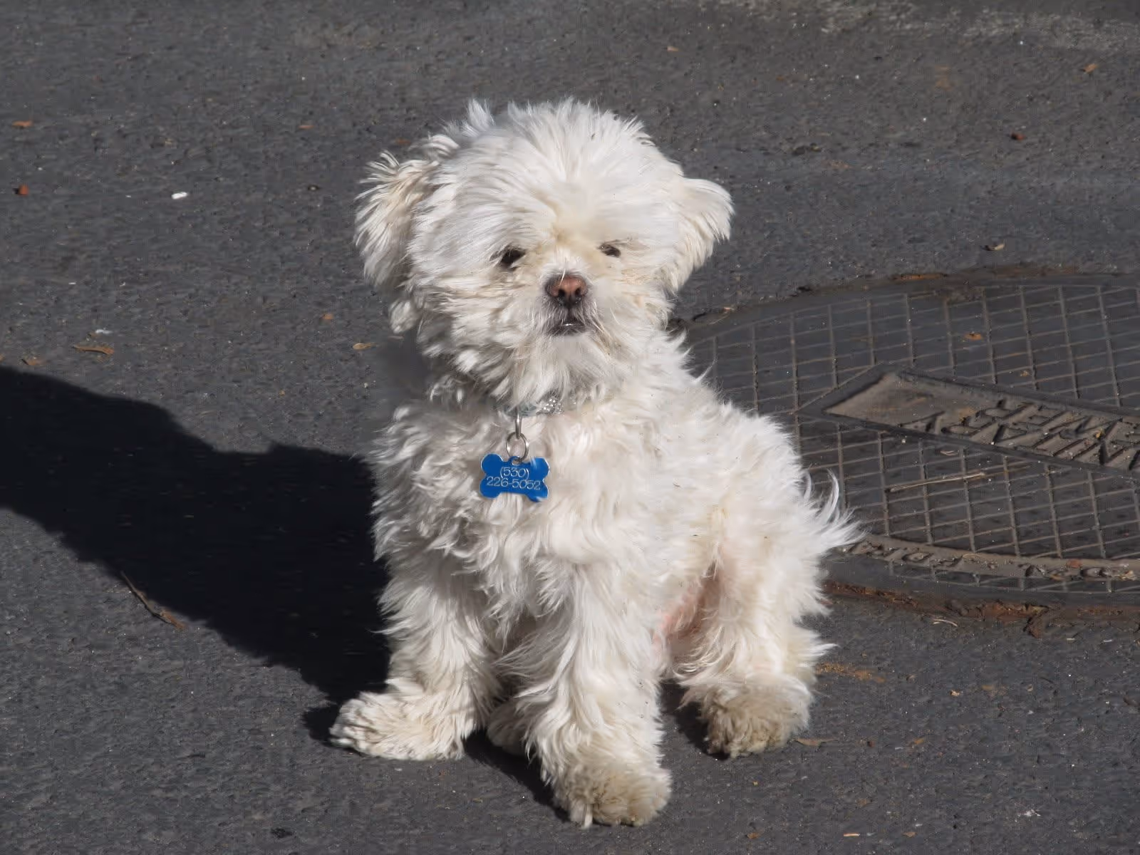 Small fluffy white dog sitting on pavement beside a manhole cover.